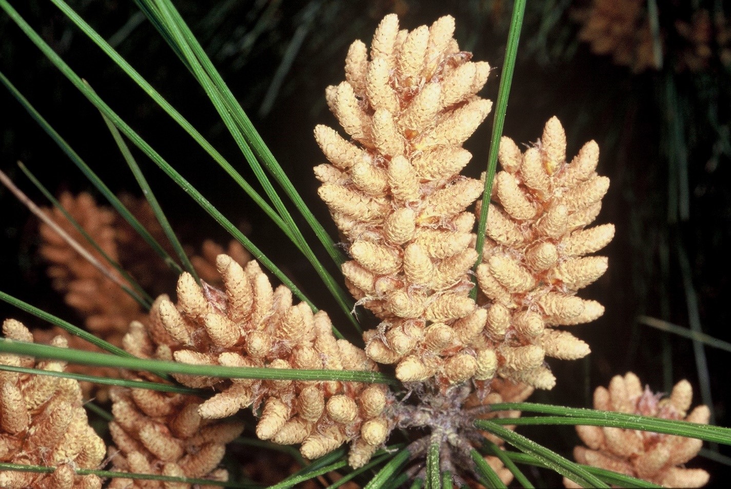 Pinus pinea.fiori maschilijpg