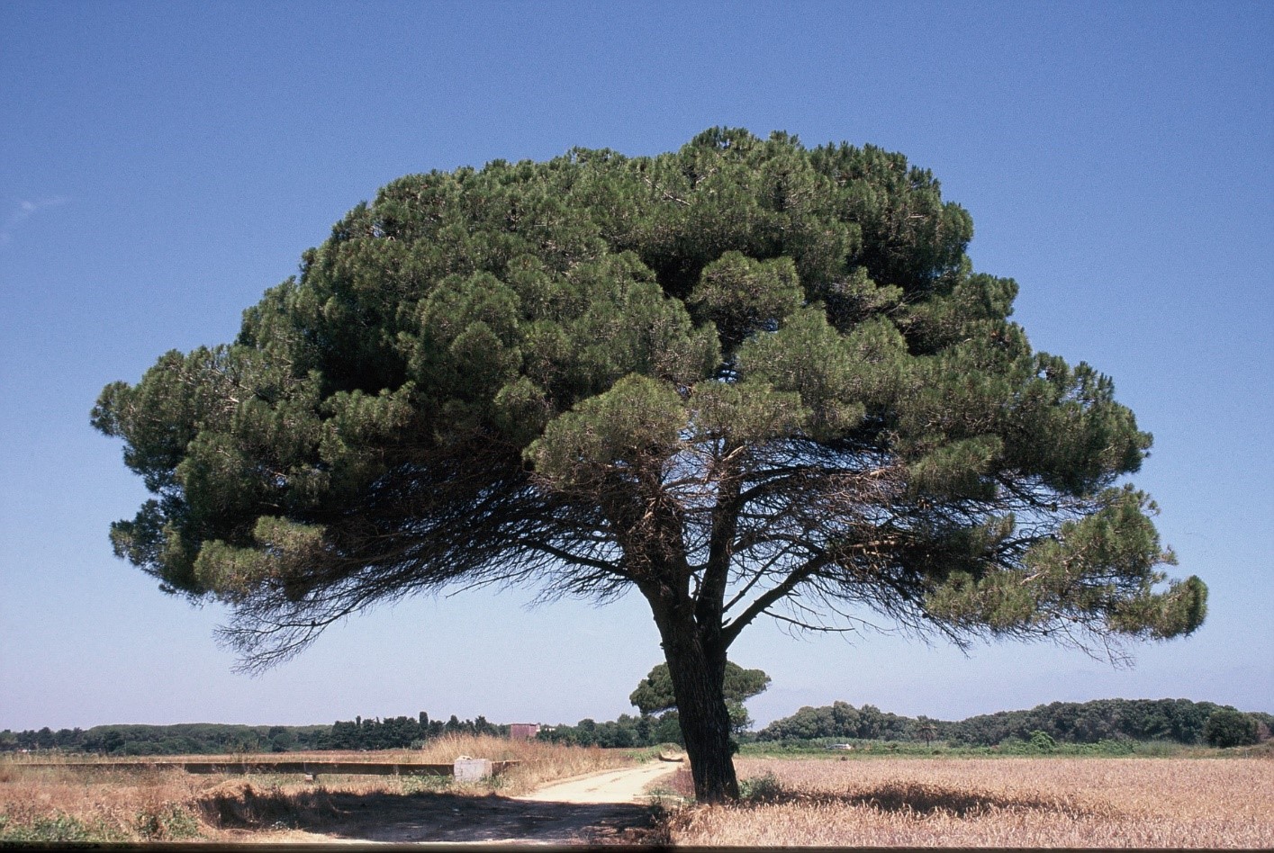 Pinus pinea