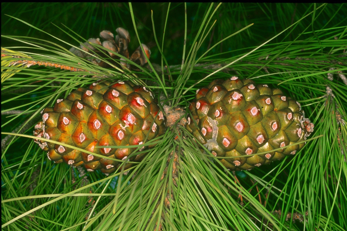 Pinus pinea.strobili