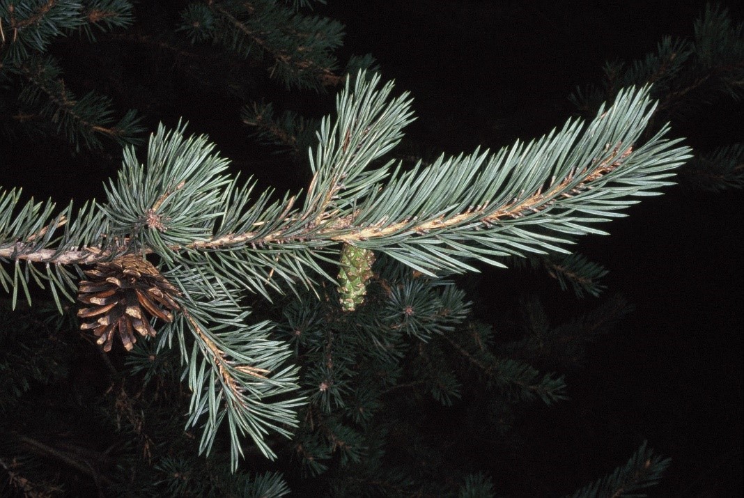 Pinus sylvestris pigne