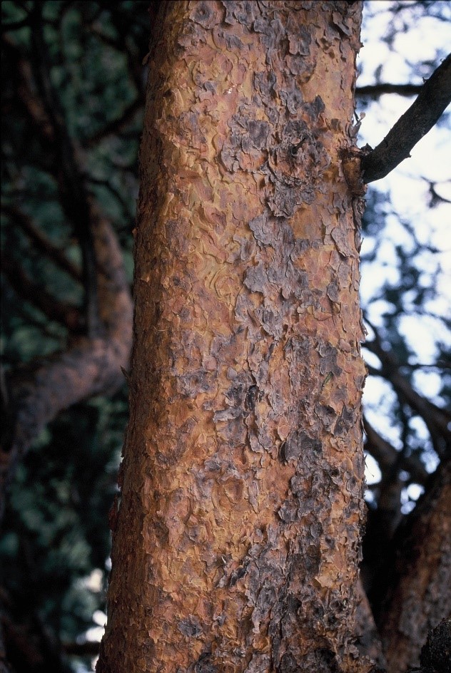 Pinus sylvestris tronco