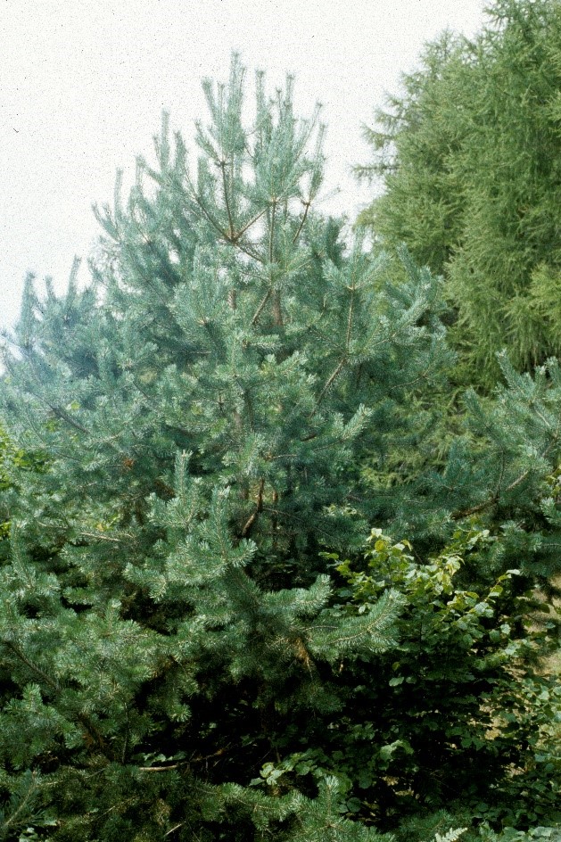 Pinus sylvestris