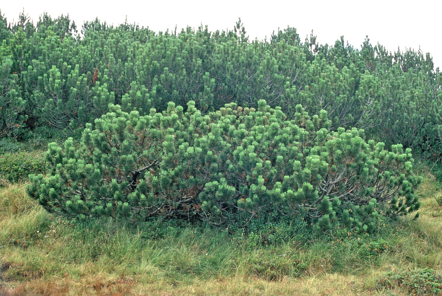 Pinusmugo