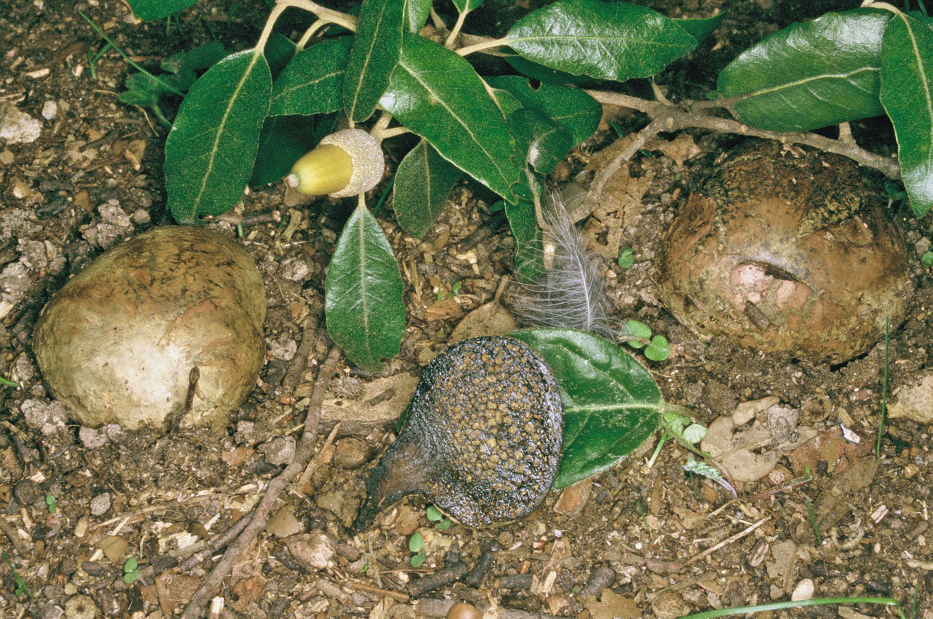 Pisolithus arhizus