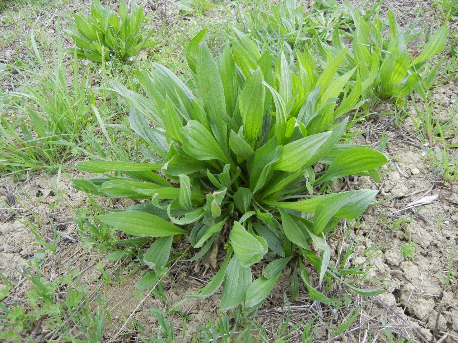 Plantago lanceolata1