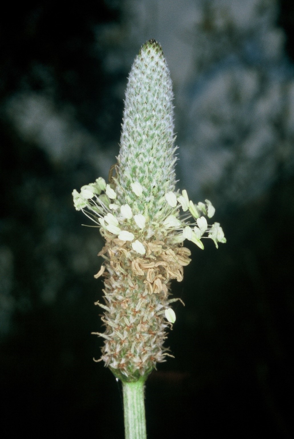 Plantago lanceolata infiorescenza