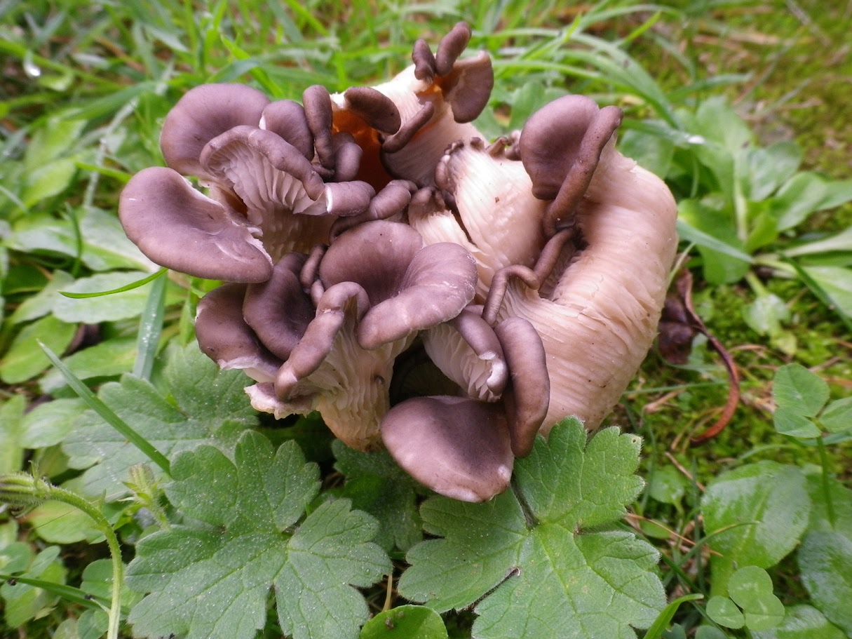 Pleurotus ostreatus