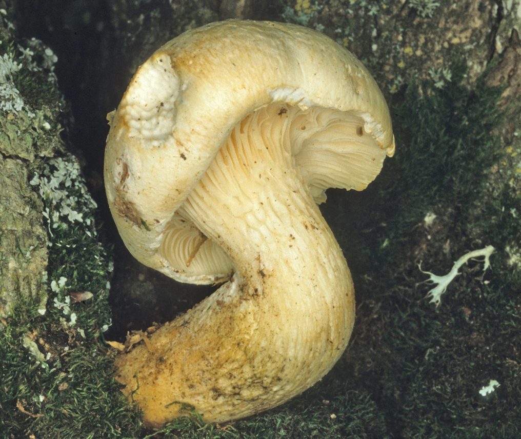 Pleurotus dryinus