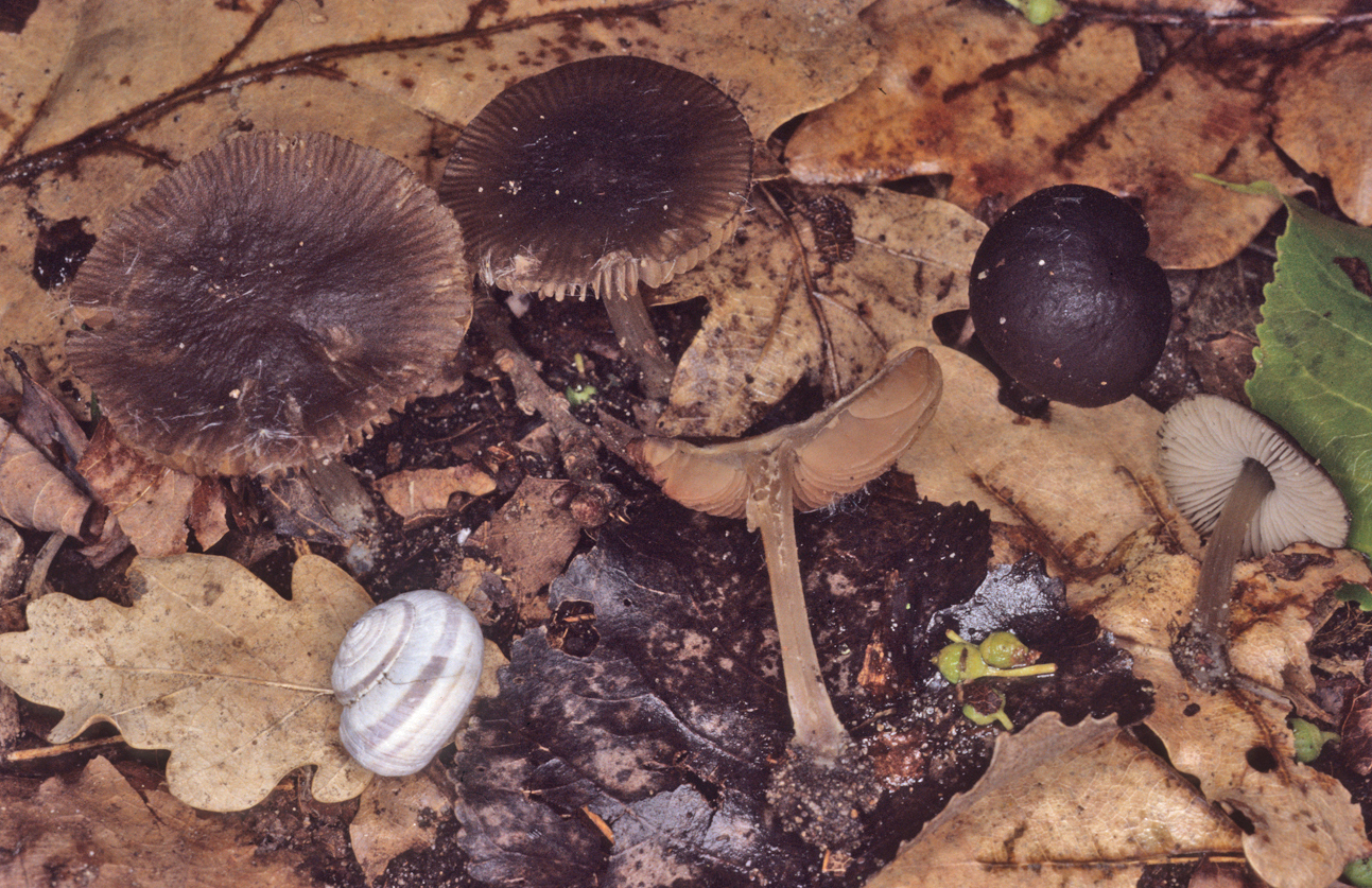 Pluteus nanus