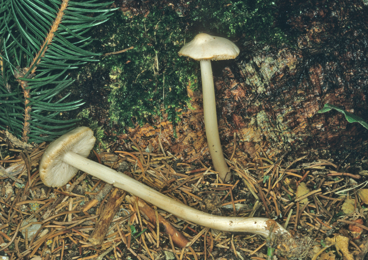 Pluteus plautus