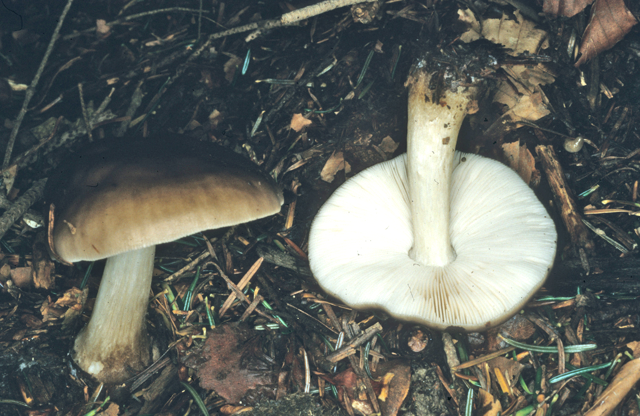 Pluteus pouzarianus