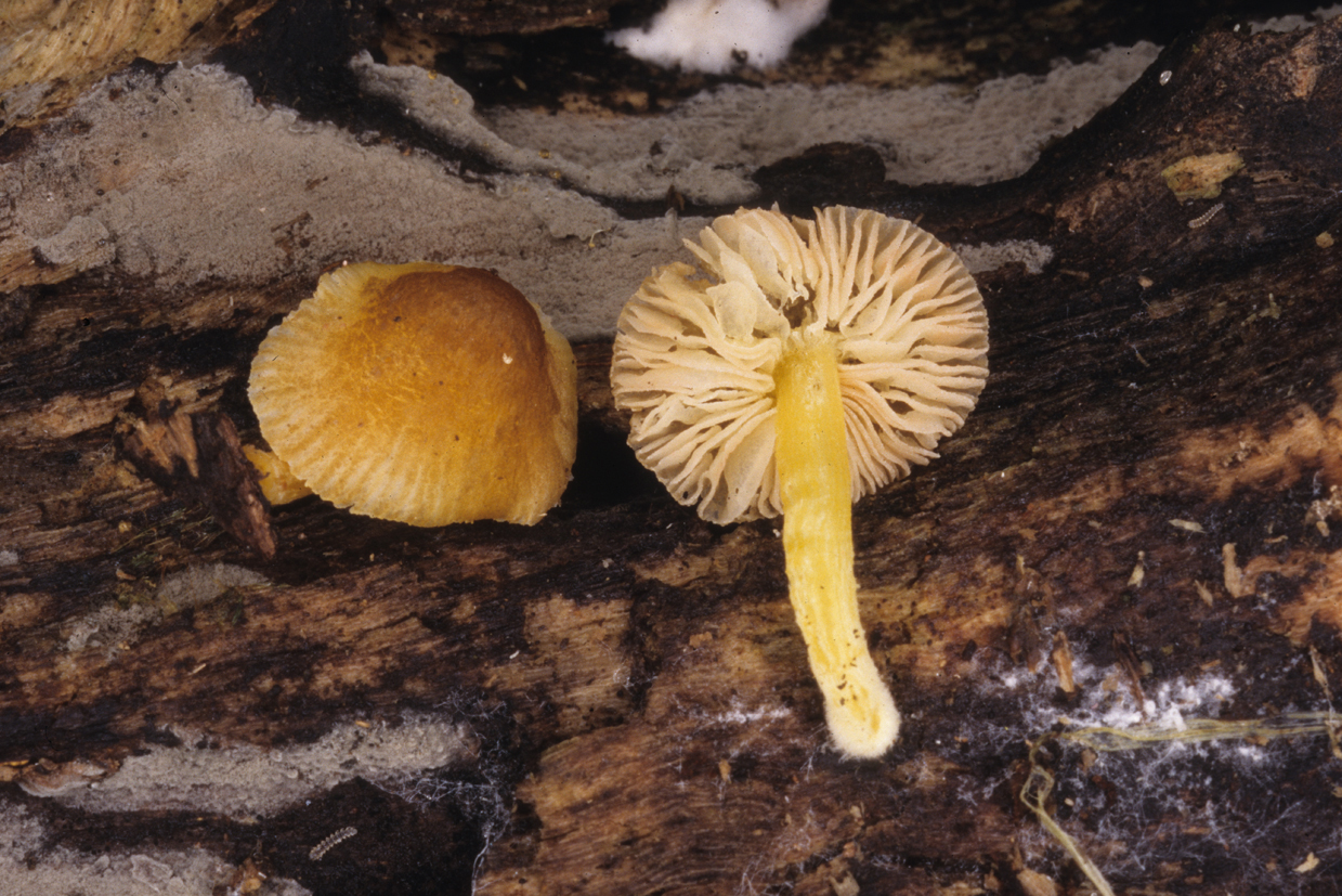 Pluteus romellii