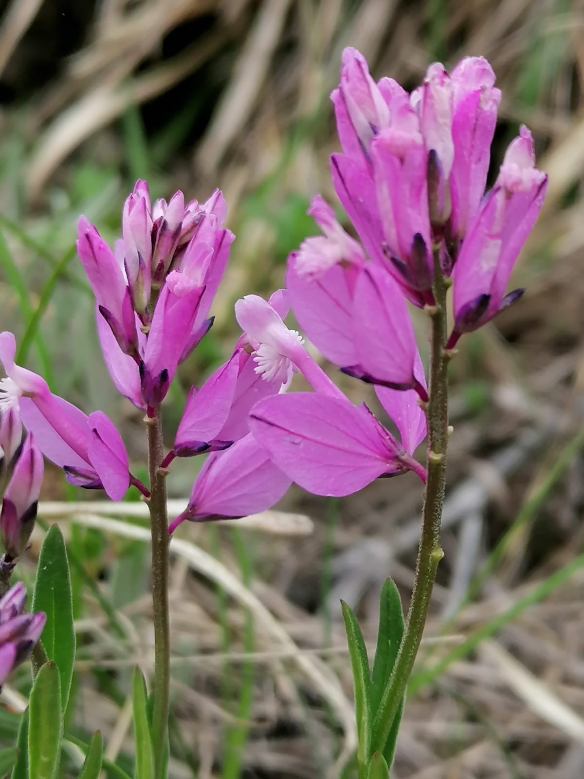 Polygala major