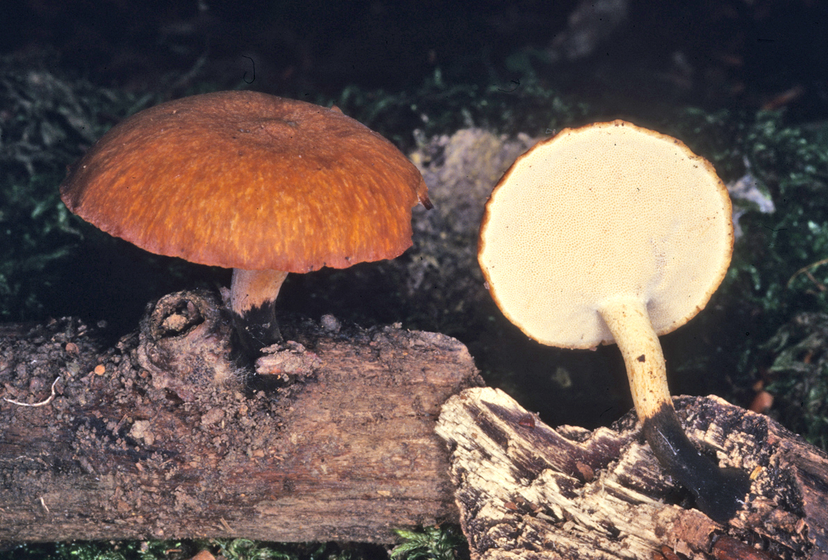 Polyporus varius var nummularius