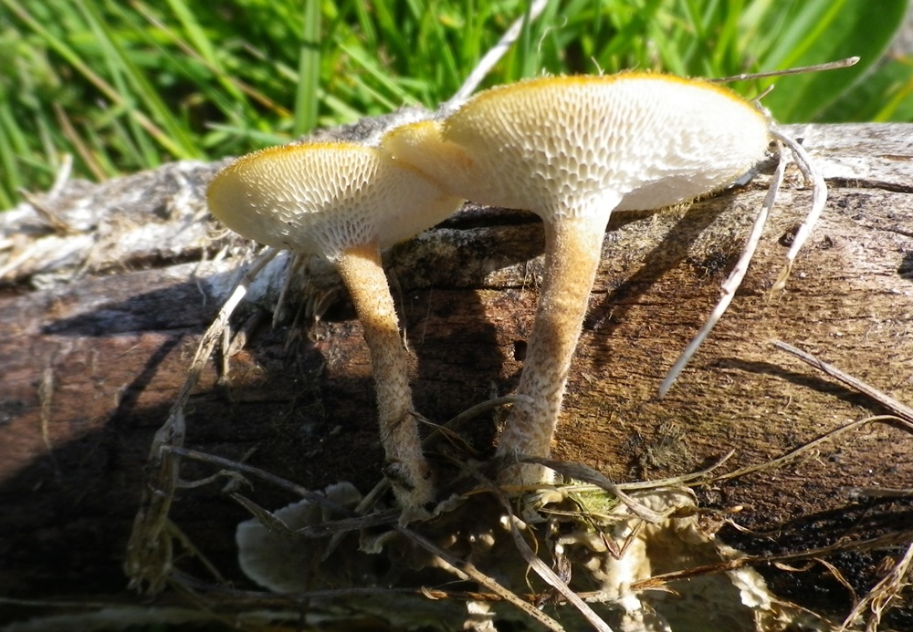 Polyporusarcularius