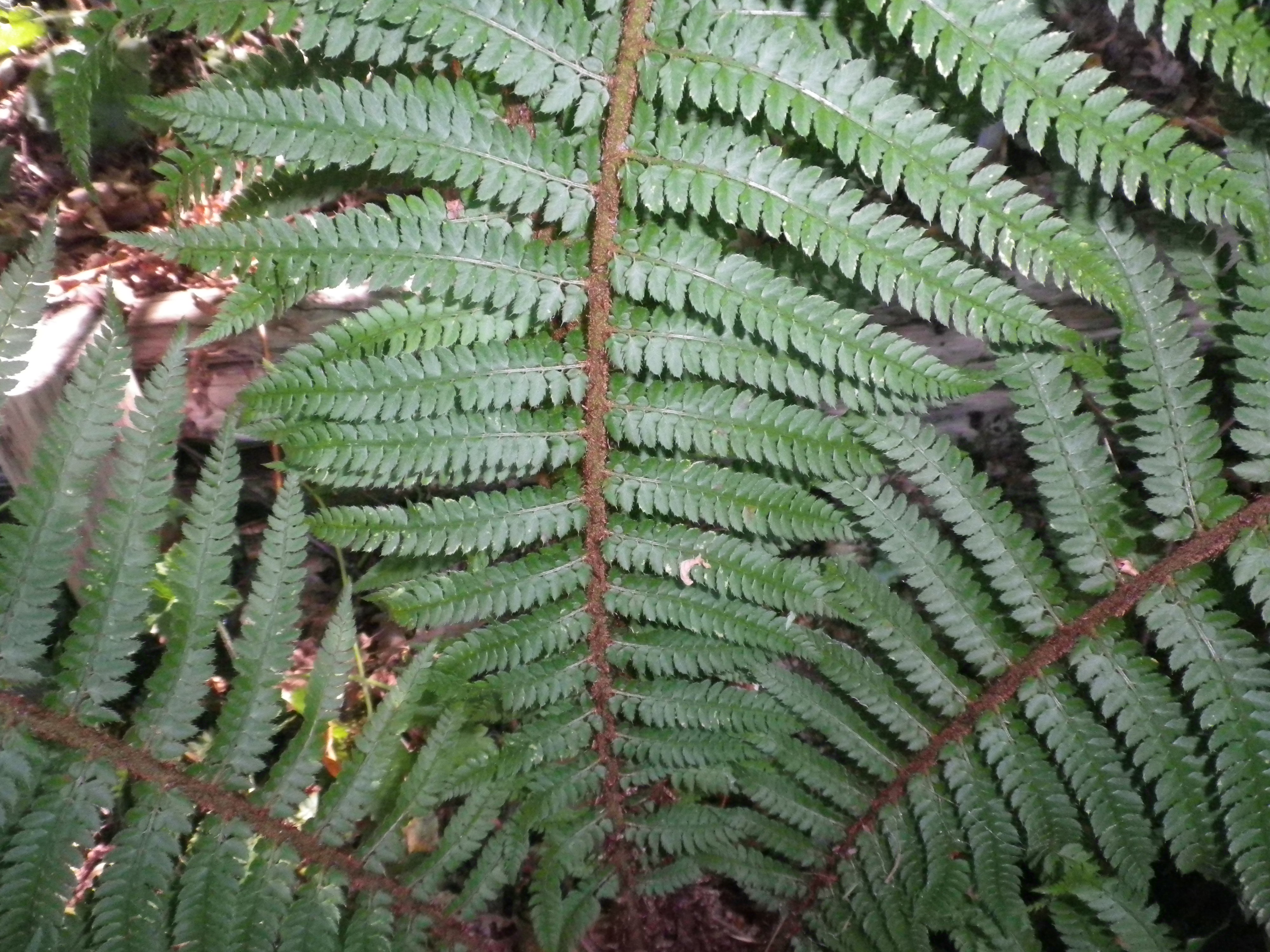 Polystichumsetiferumfelcesetifera