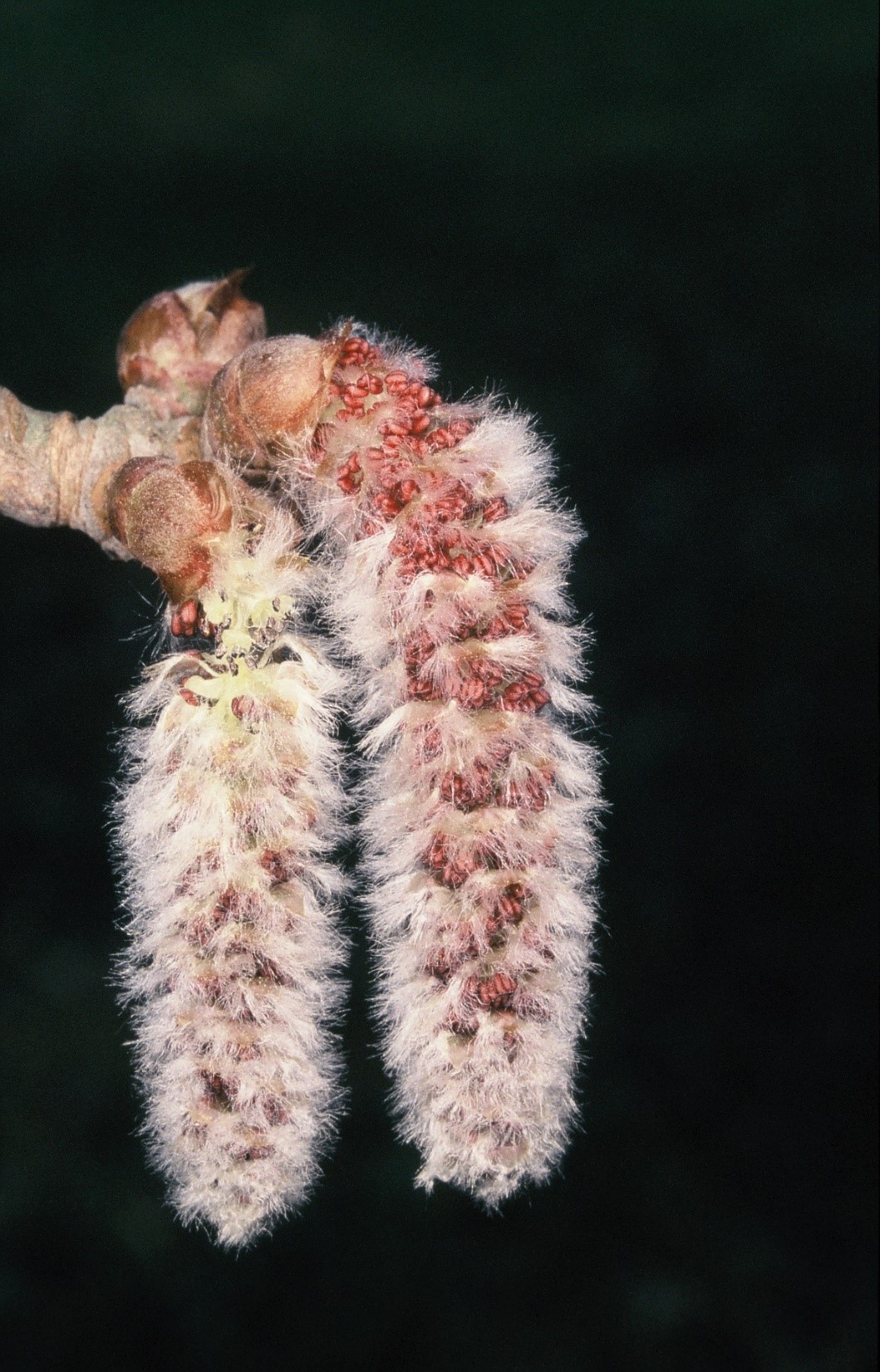 Populus alba fiori maschili