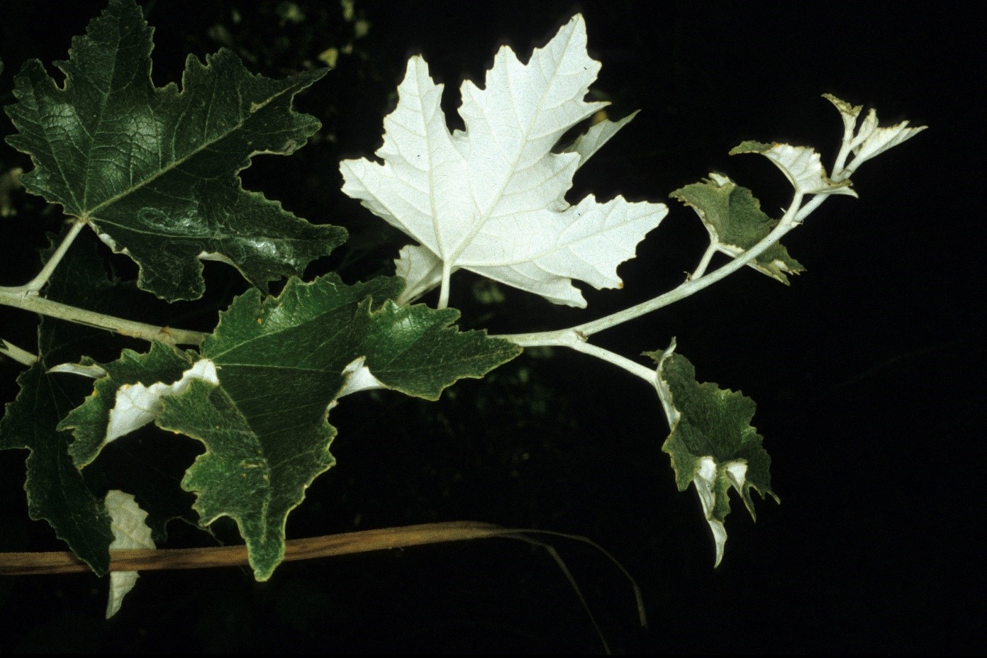 Populus alba foglie