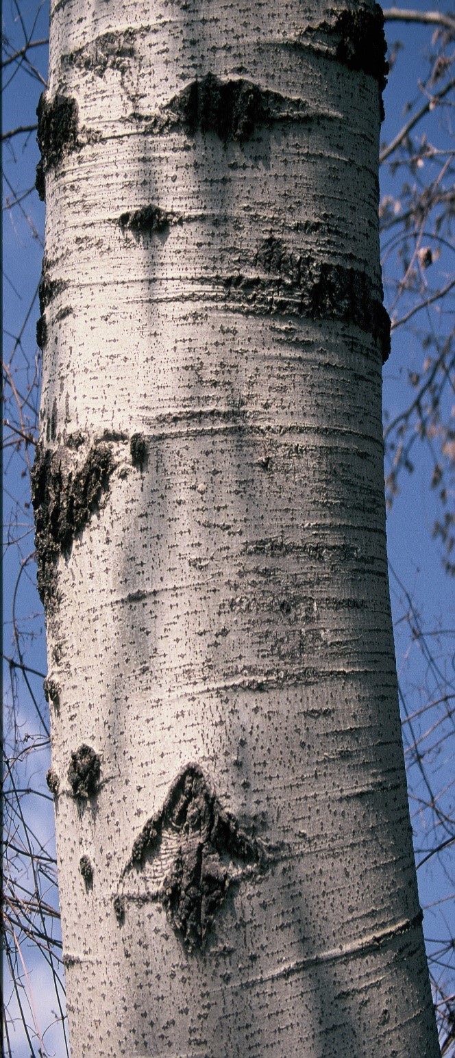 Populus alba tronco