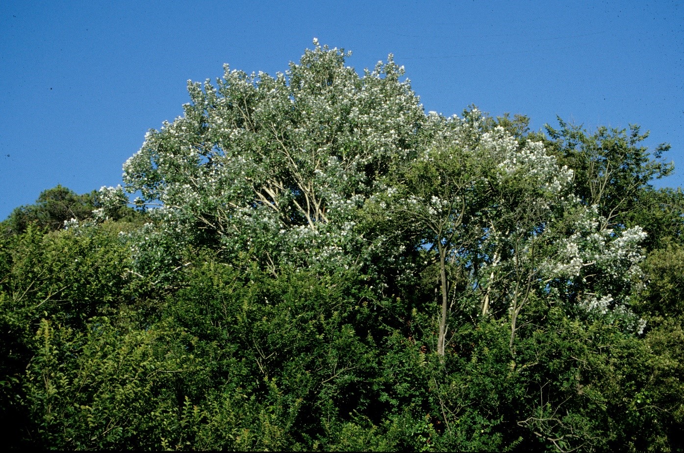 Populus alba