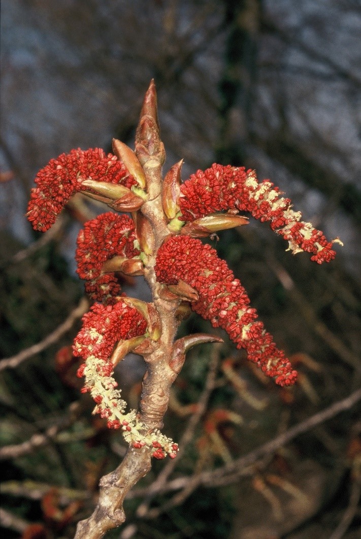 Populus nigra fiori maschili