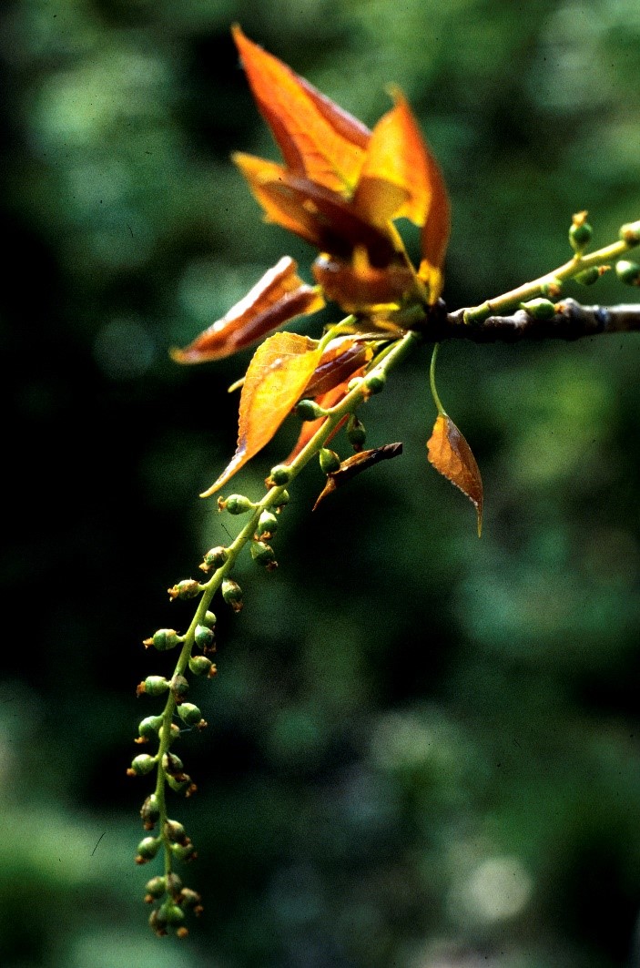 Populus nigra frutti