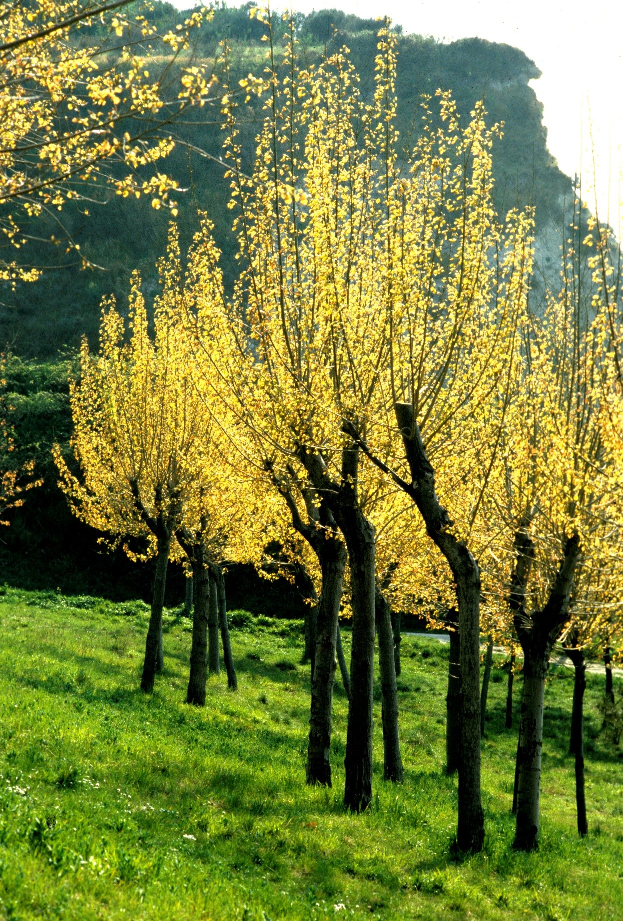 Populus nigra