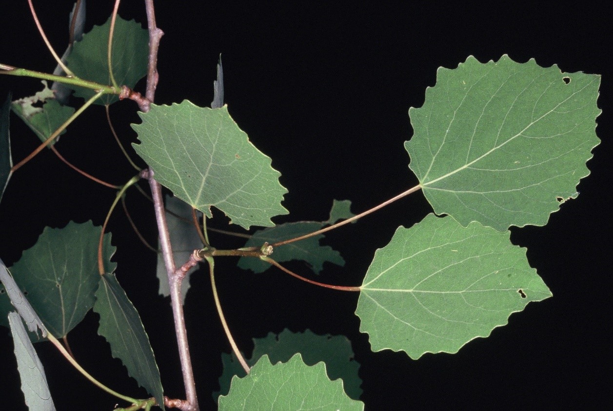 Populus tremula foglie
