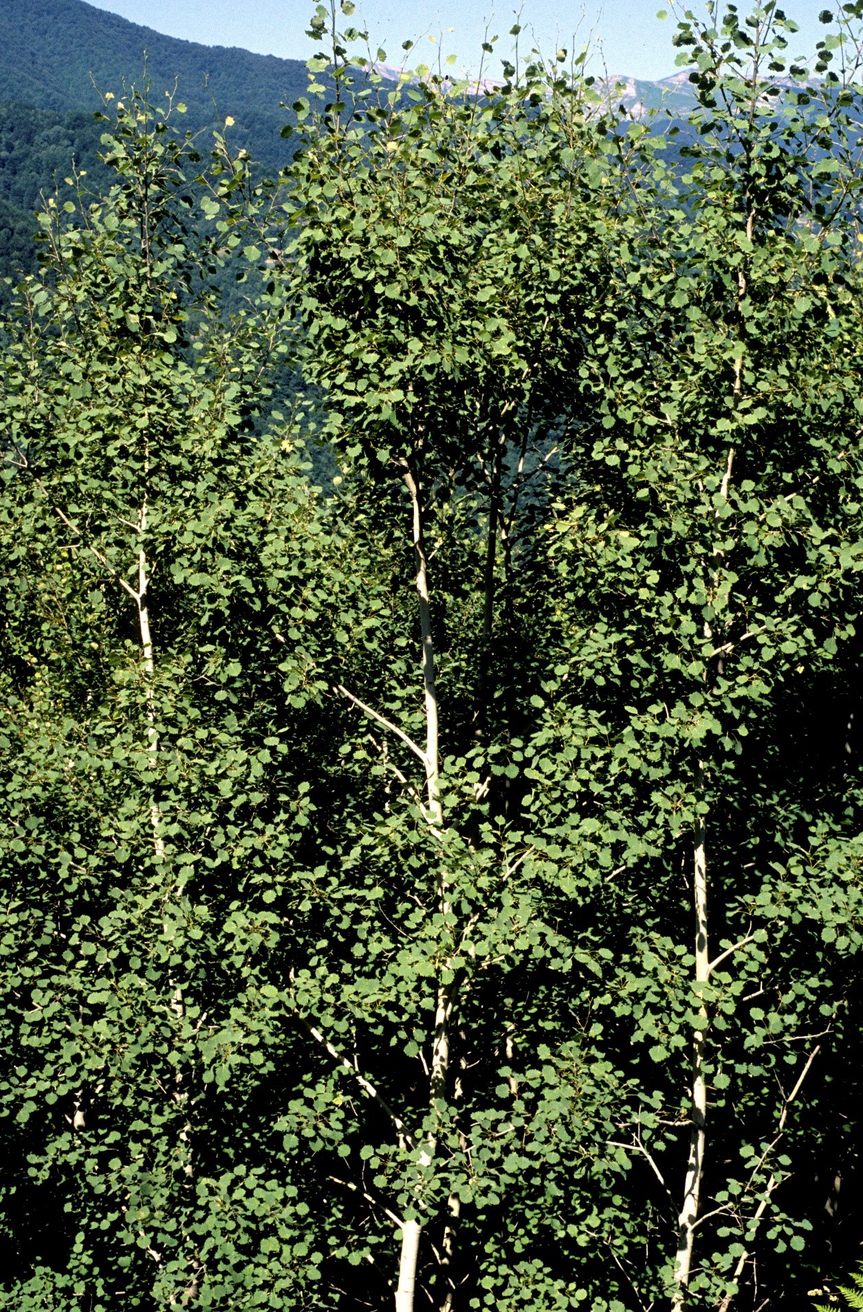 Populus tremula