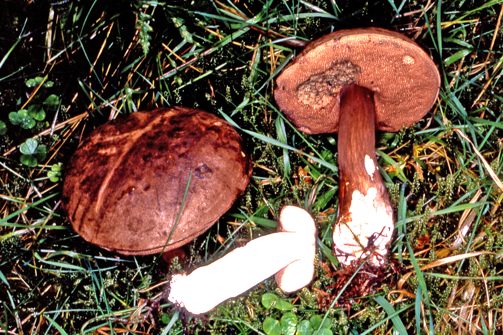 Porphyrellus porphyrosporus