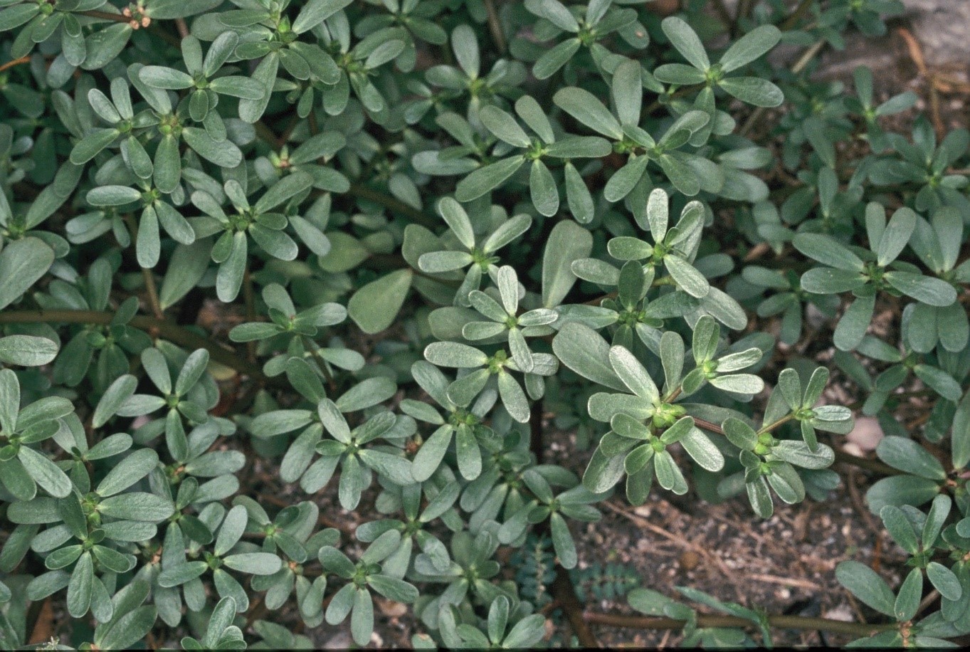 Portulaca oleacera