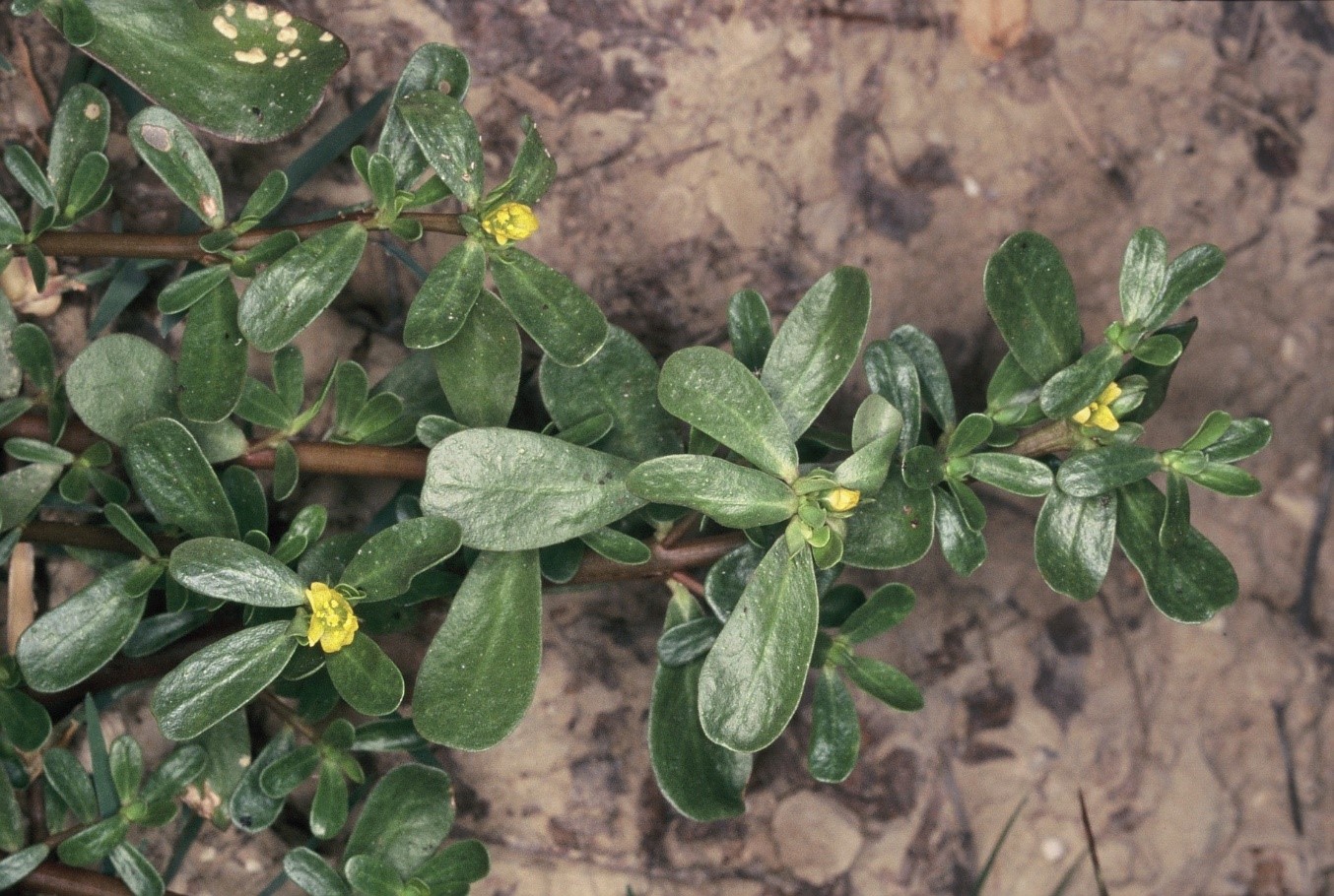 Portulaca oleacera fiori