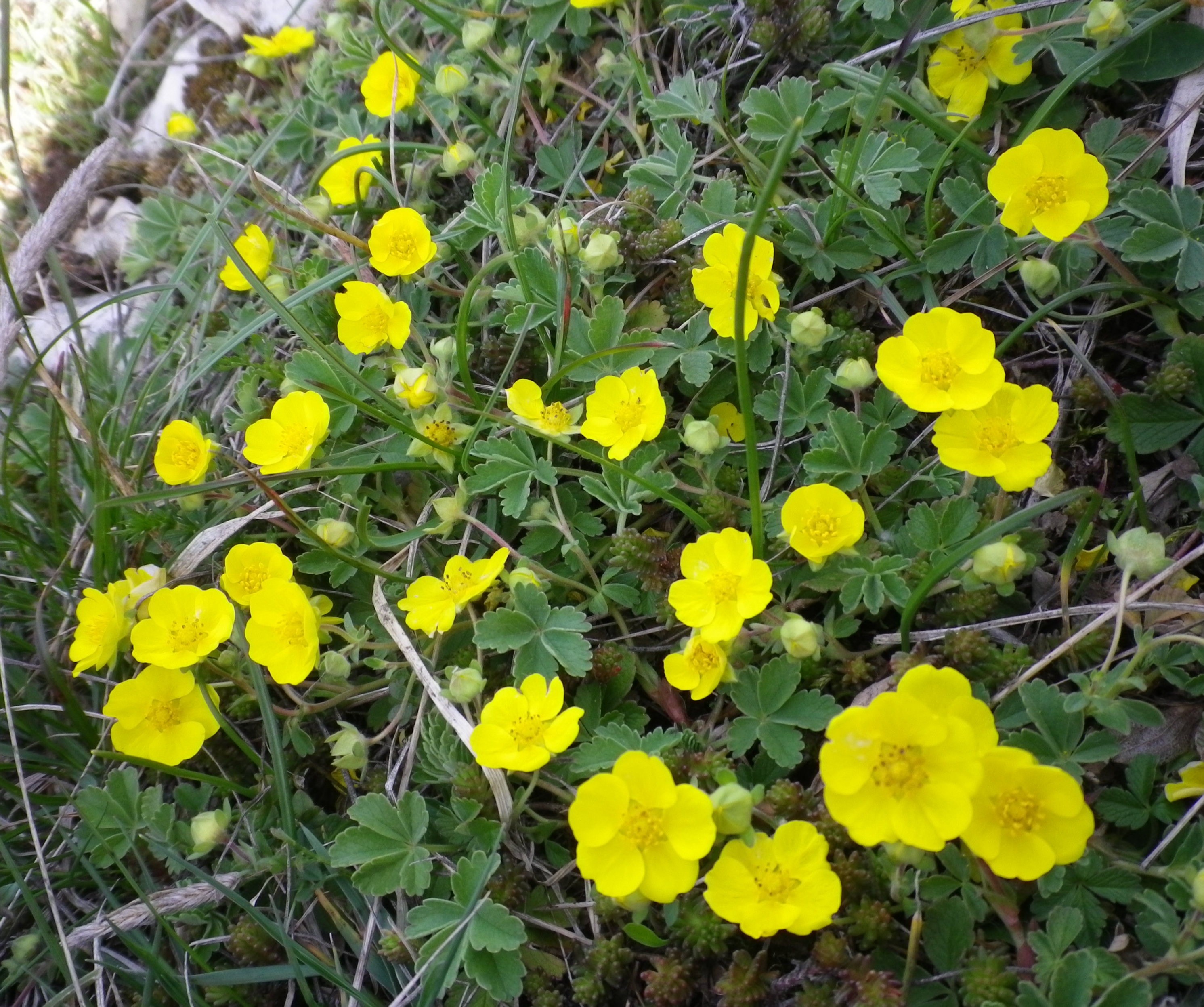 Potentillaincana