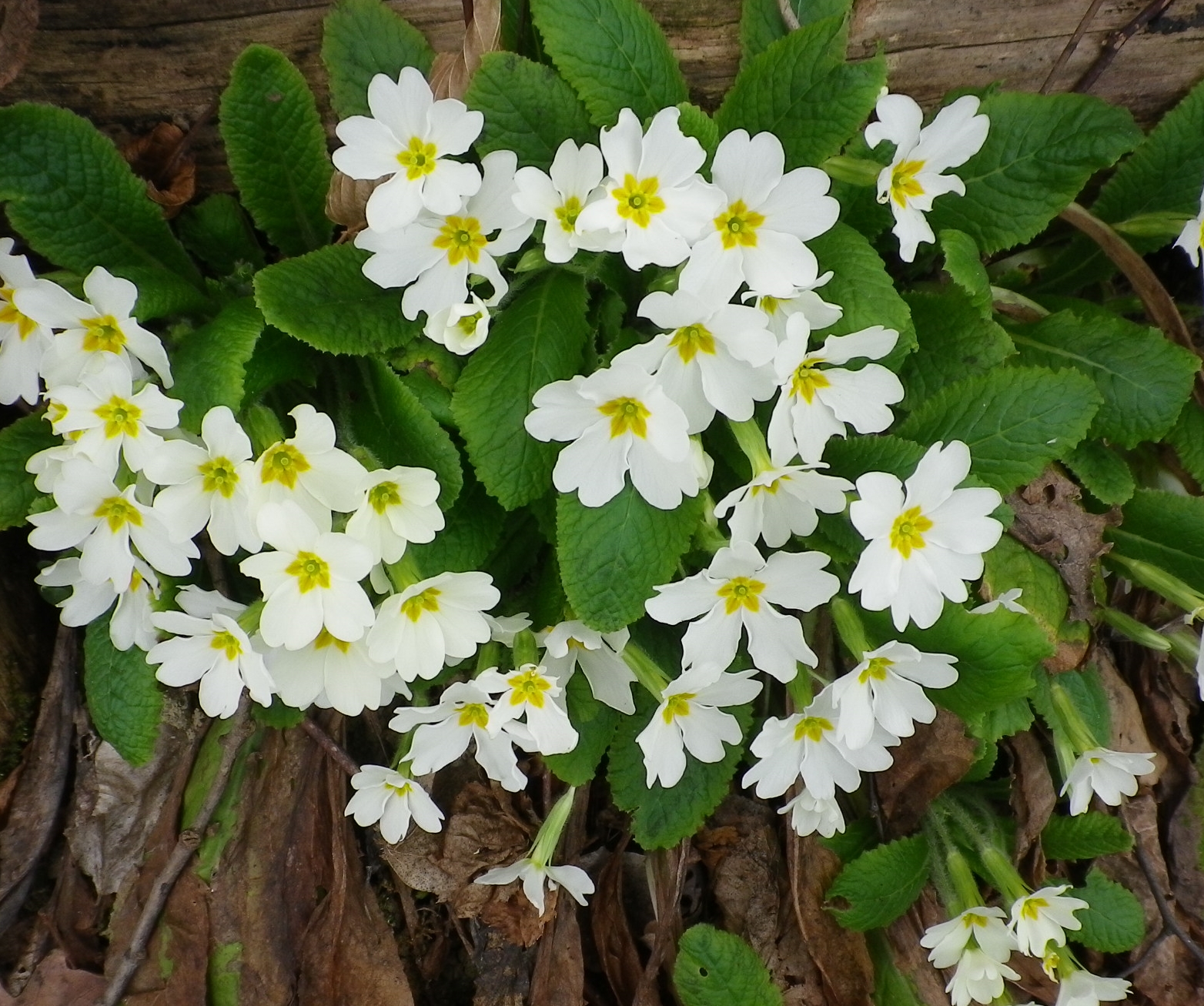 Primulacomune