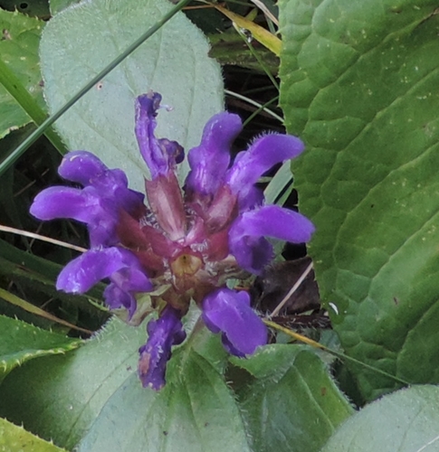 Prunella grandiflora