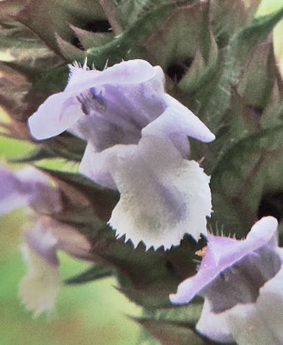 PrunellavulgarisBrunellaMorella