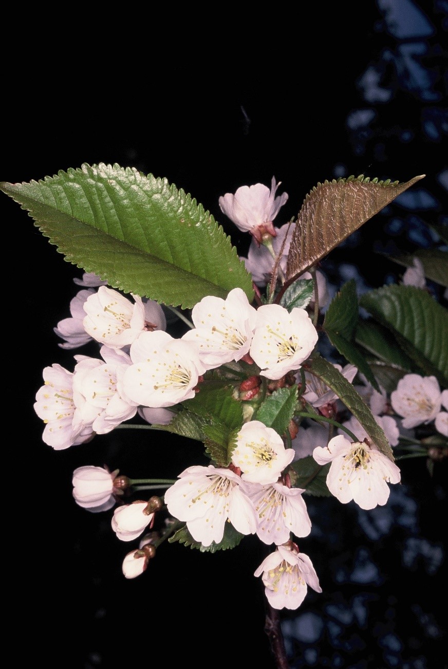 Prunus cerasus fiori