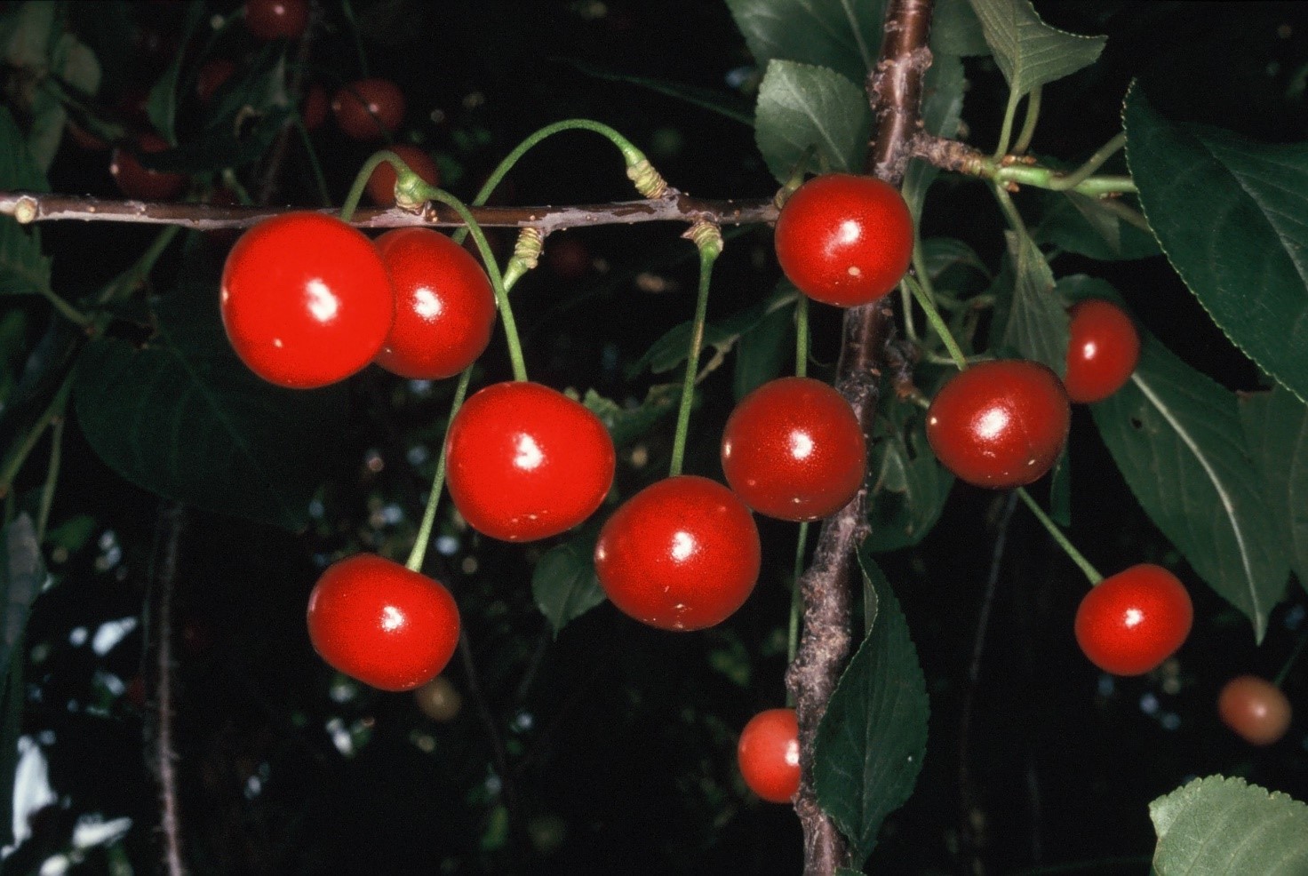 Prunus cerasus frutti