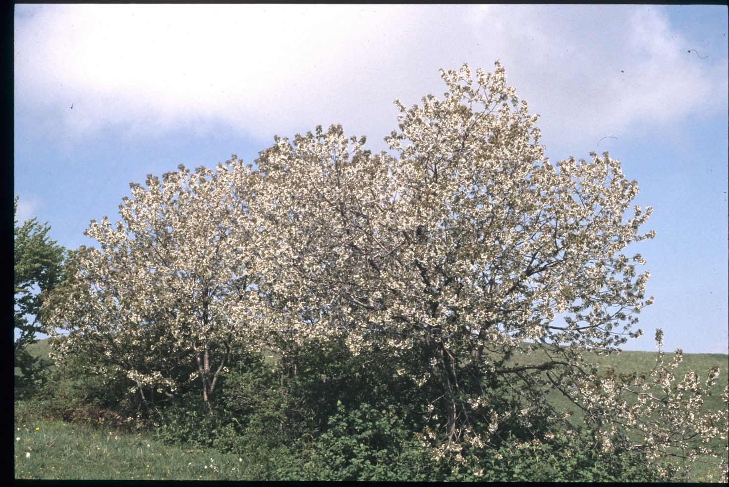 Prunus cerasus