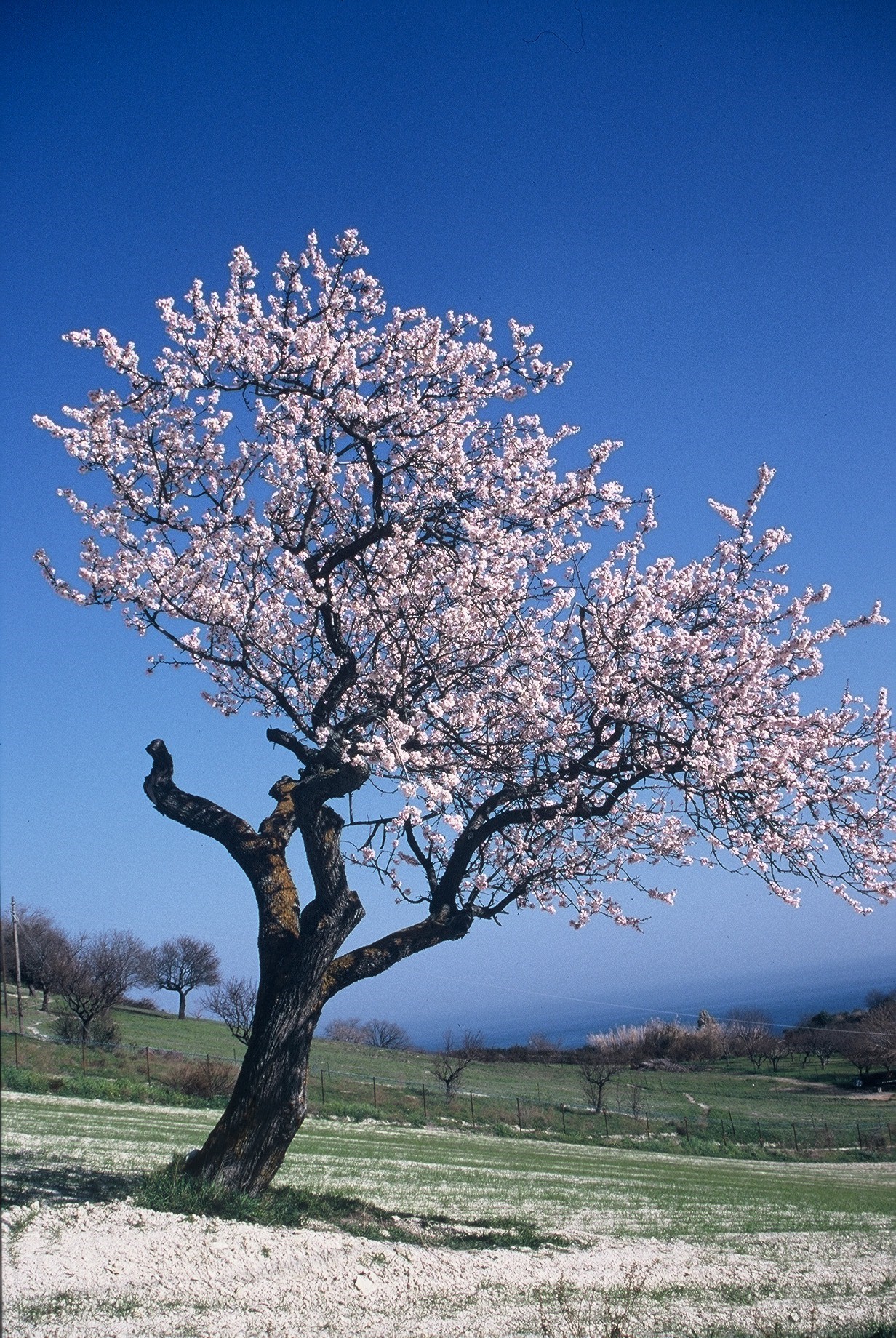 Prunus dulcis