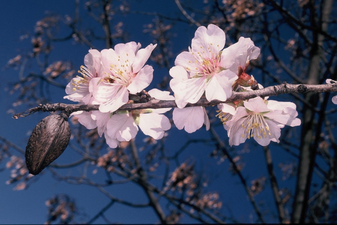 Prunus dulcis ramo con fiori e frutto