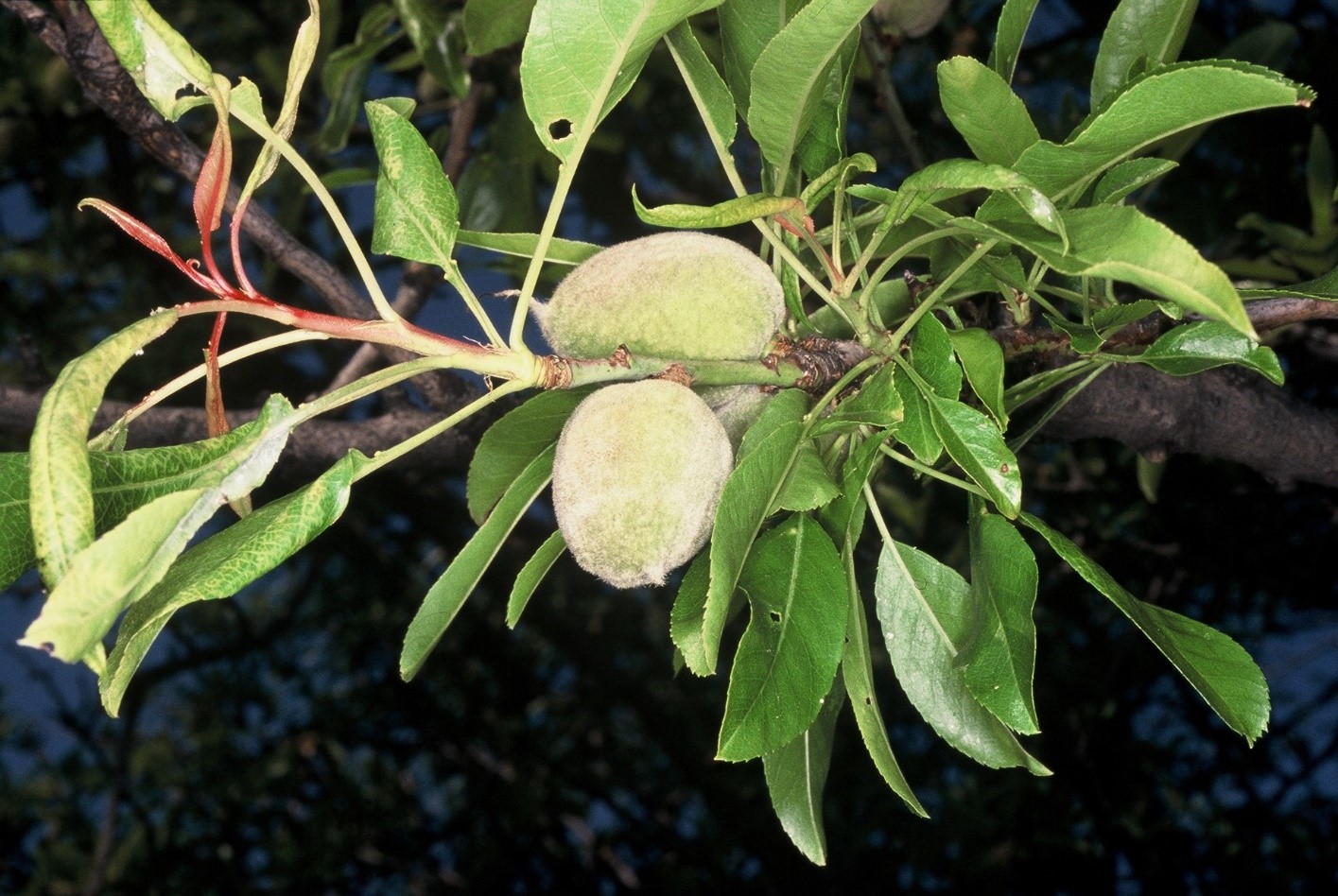 Prunus dulcis ramo con frutti immaturi