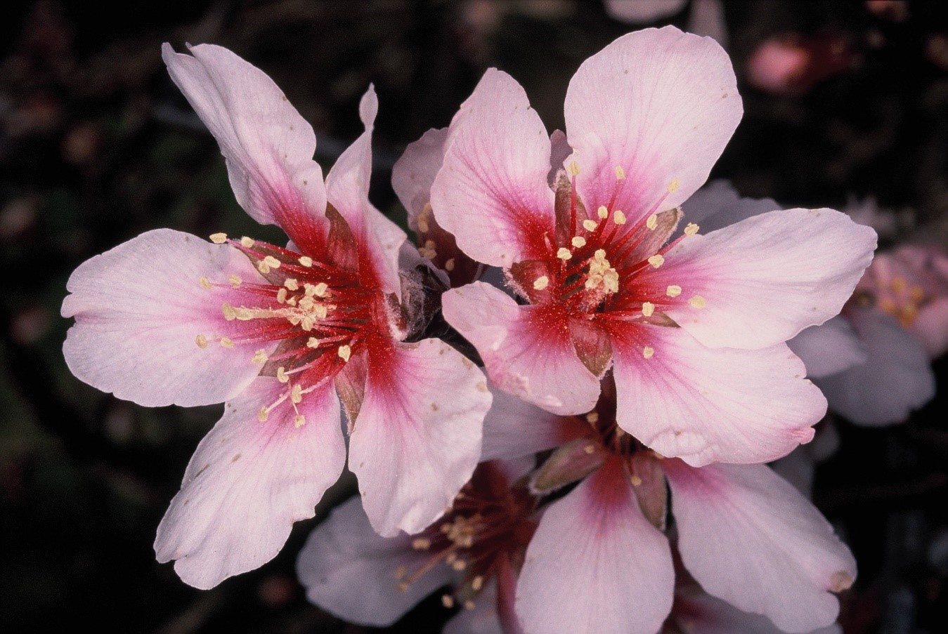 Prunus dulcis fiore
