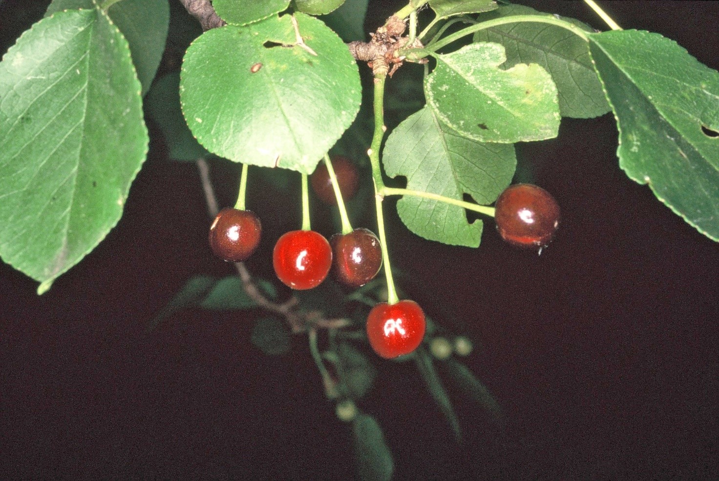 Prunus mahaleb