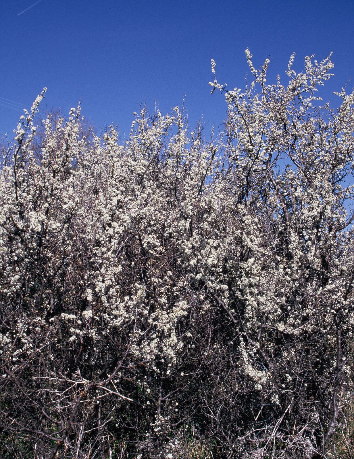 Prunus spinosa
