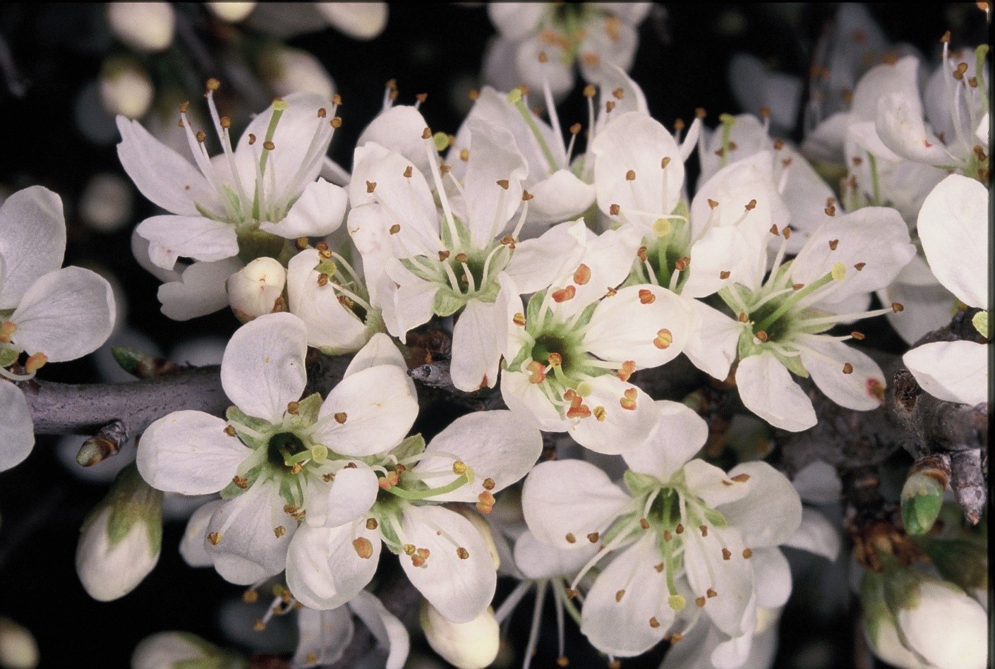 Prunus spinosa fiori