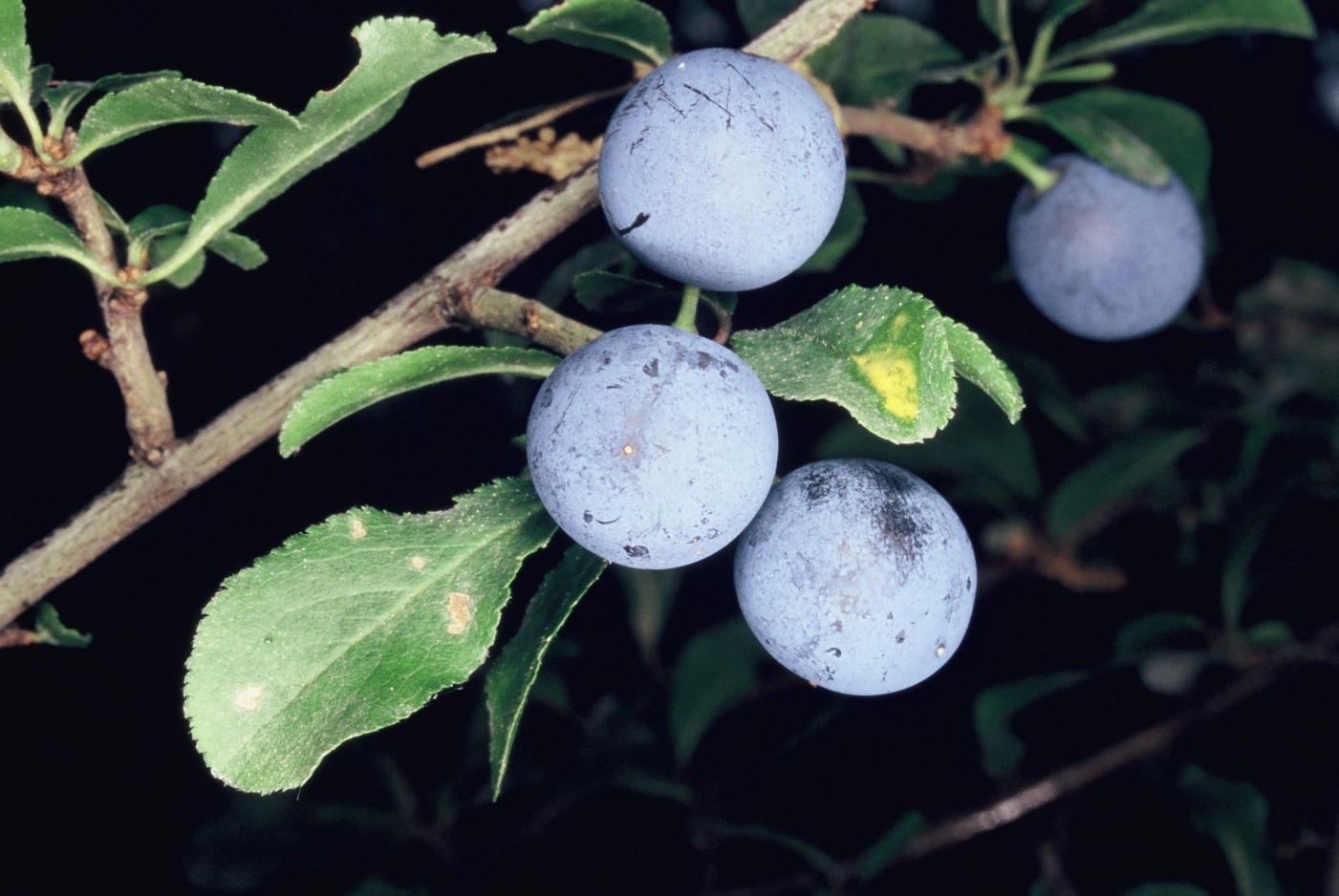 Prunus spinosa frutti