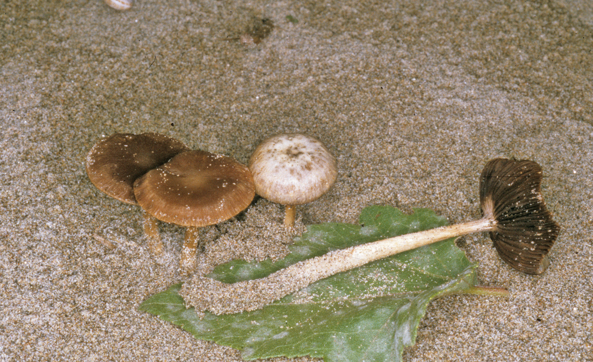 Psathyrella ammophila