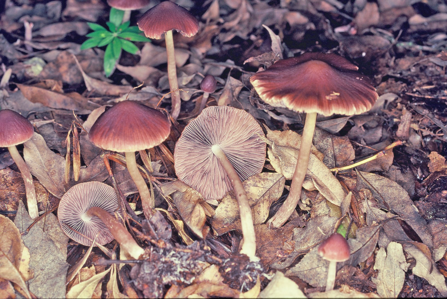 Psathyrella bipellis