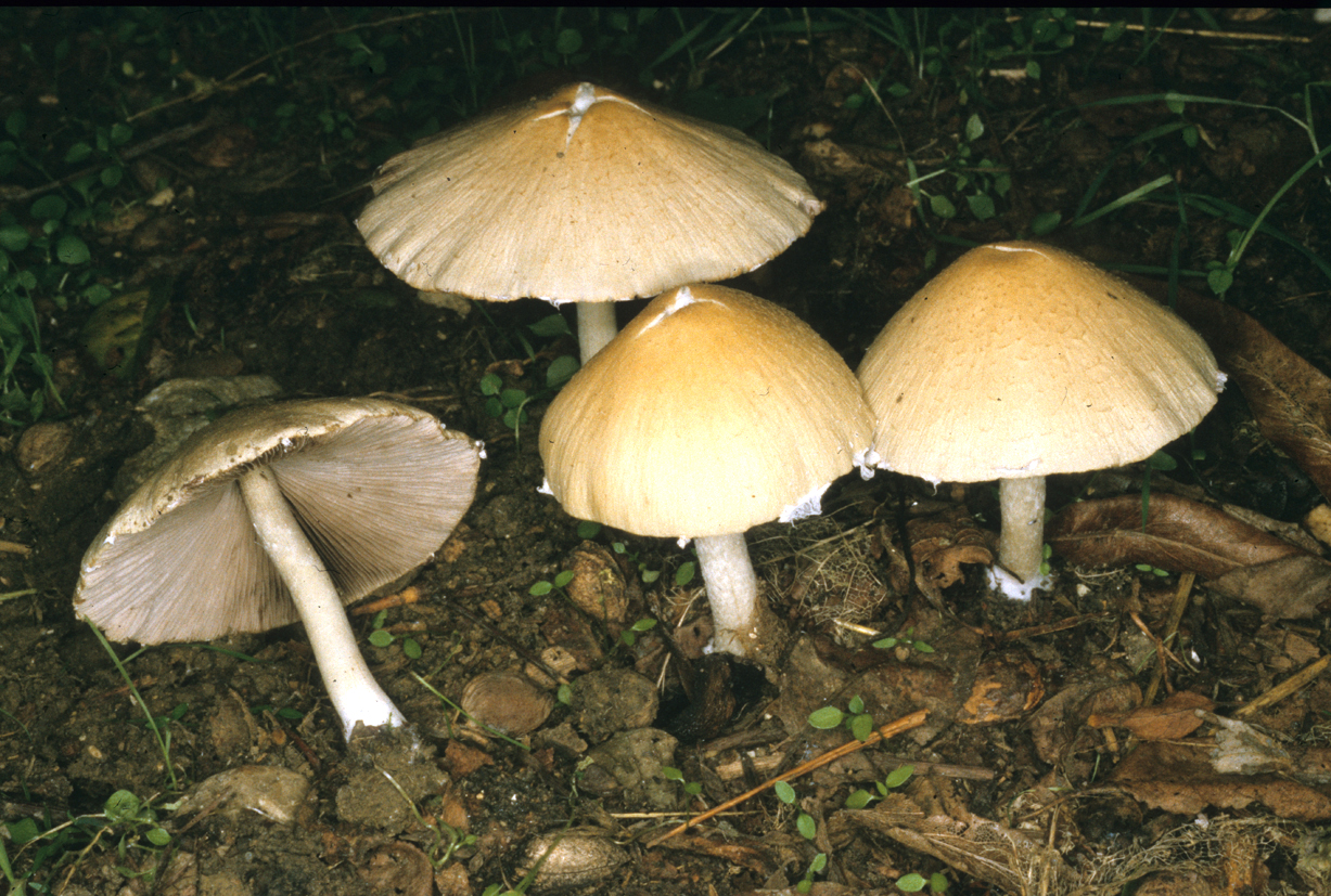 Psathyrella candolleana